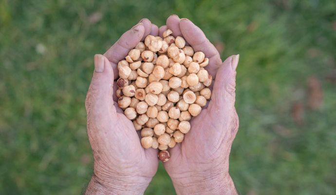 Nocciole Piemonte IGP Bio Italiane Pelate e Tostate